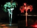 Eclipse High Power LED Make your palm trees POP.
Green and Red waterproof 20W Eclipse LED Spotlights.
